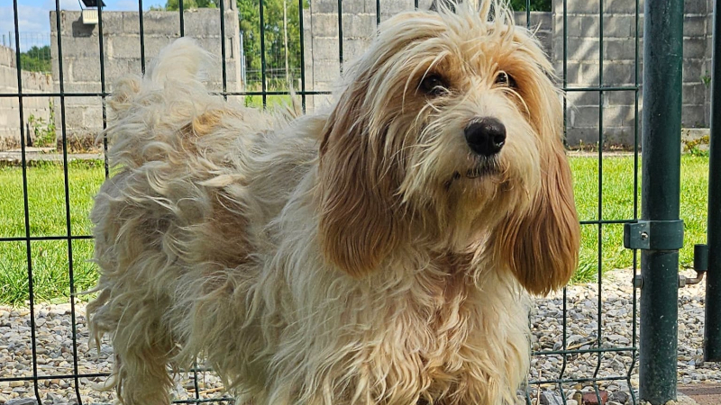 Bella, un cœur délicat à apprivoiser